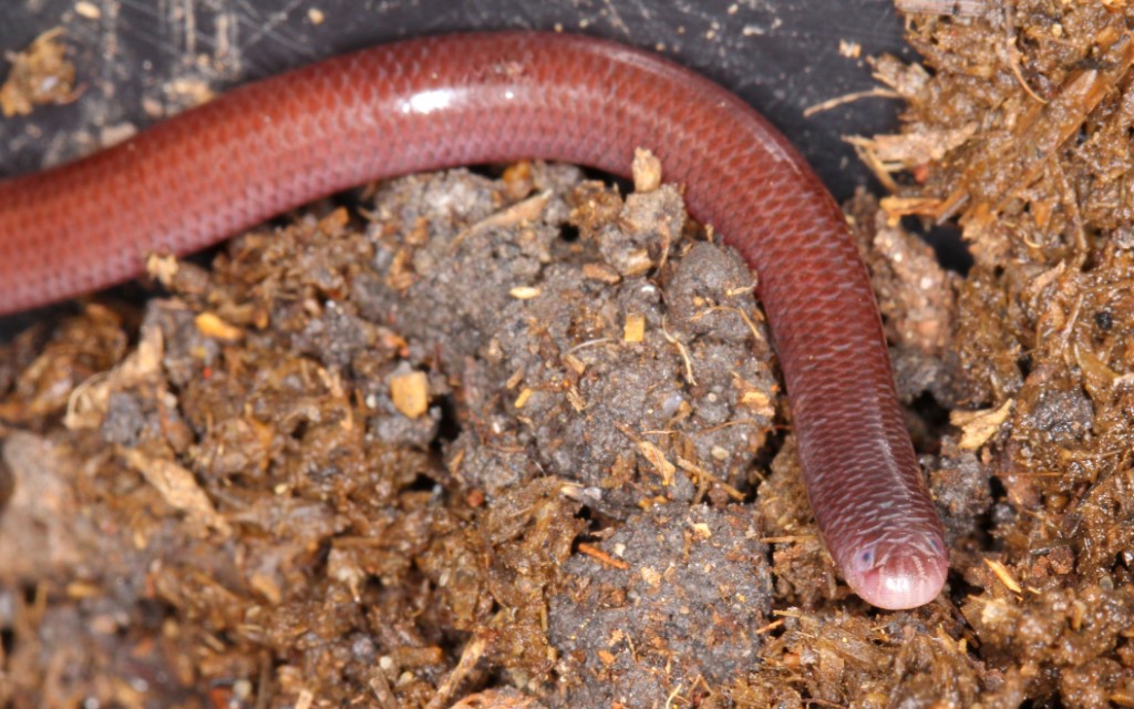 Brahminy Worm Snake